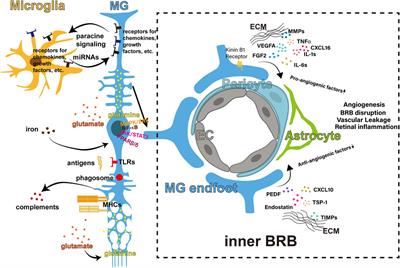 Regulations of Retinal Inflammation: Focusing on Müller Glia